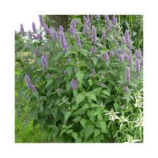 agastache